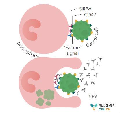 。5F9特异性结合CD47，就会恢复巨噬细胞吞噬或吞噬肿瘤细胞的能力