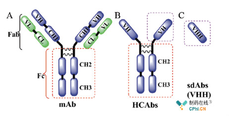 单域抗体（sdAb、VHH）与传统抗体（mAb）、重链抗体（HCAbs）的比较