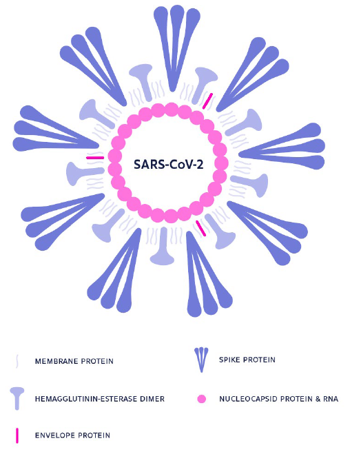 SARS-CoV-2模型结构