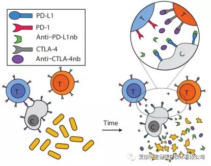 工程菌在肿瘤内释放PD-L1和CTLA-4阻断纳米抗体的机制
