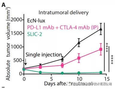注射工程菌与注射临床相关PD-L1和CTLA-4抗体后，肿瘤消退的效果对比